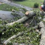 5 Signs You Are Dealing With a Hazardous Tree in Your Yard