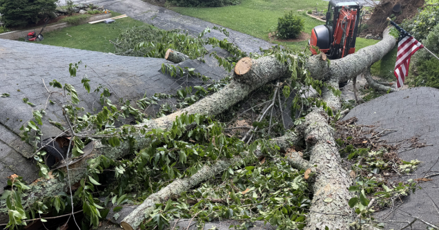 5 Signs You Are Dealing With a Hazardous Tree in Your Yard