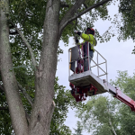How to Prepare Your Trees for Nor'easter and Storm Season in Southeastern Connecticut