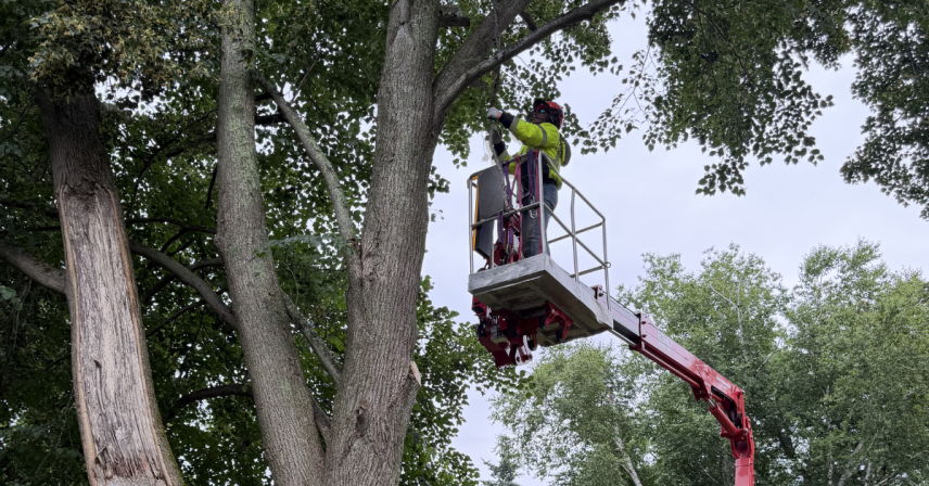 How to Prepare Your Trees for Nor'easter and Storm Season in Southeastern Connecticut