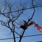 Should I Remove This Tree or Can It Be Saved? A Guide for Ledyard Homeowners